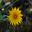 Rhodanthe anthemoides - Cranbourne Garden